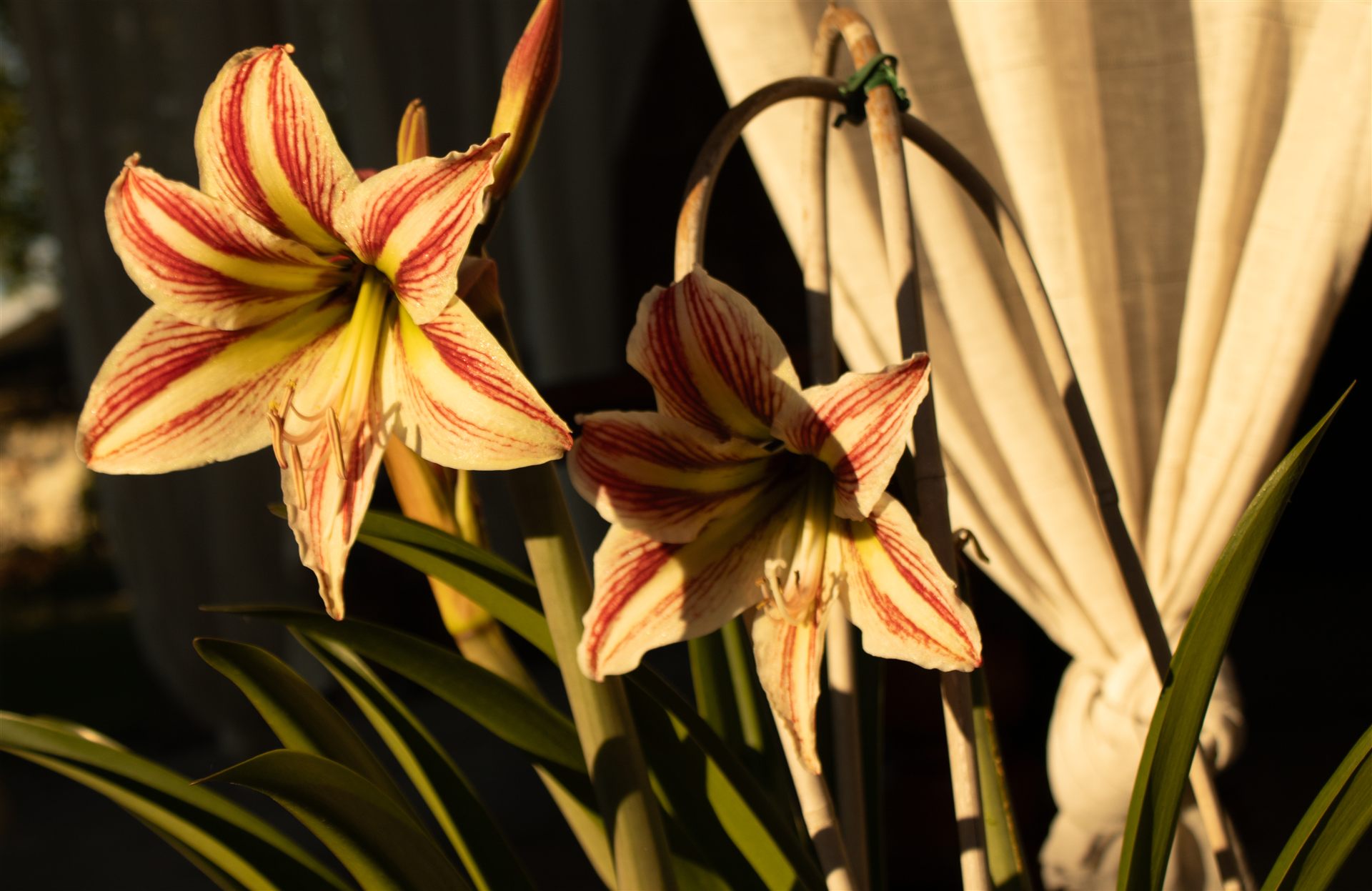 Fiori in corte